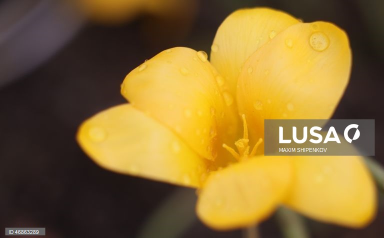 Rússia: Primeiras flores de Primavera em Moscovo