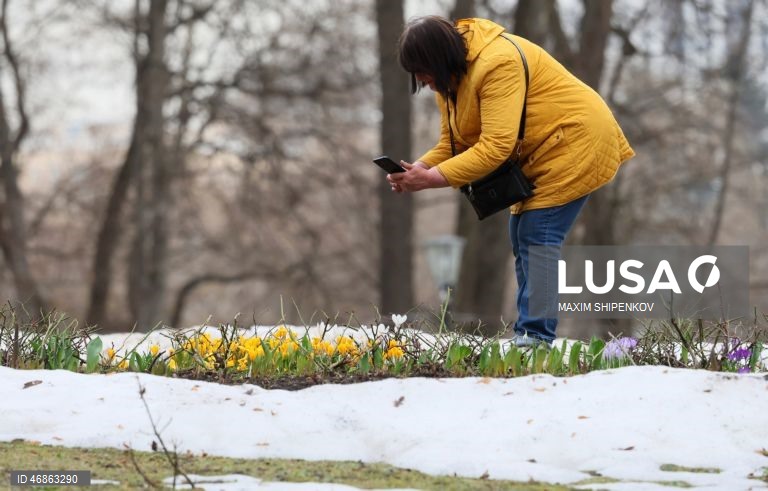 Rússia: Primeiras flores de Primavera em Moscovo