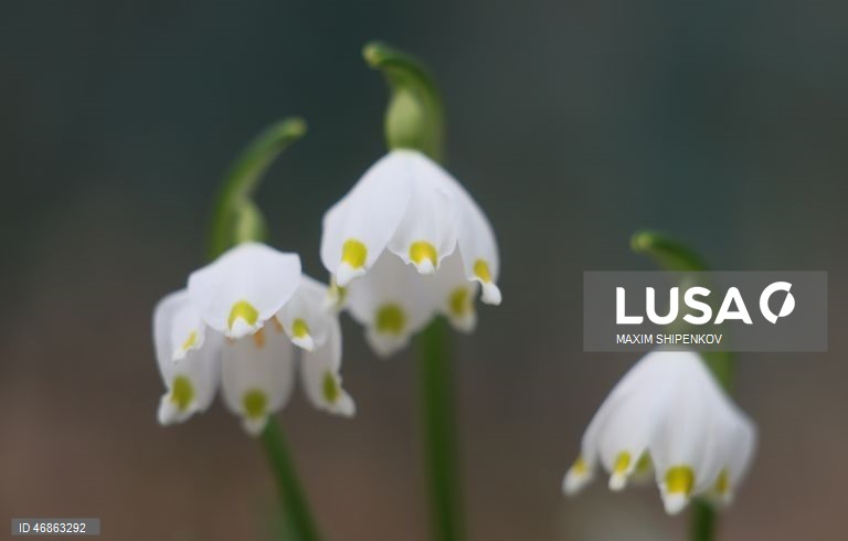 Rússia: Primeiras flores de Primavera em Moscovo