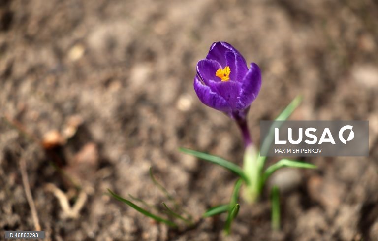 Rússia: Primeiras flores de Primavera em Moscovo