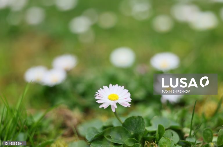 Rússia: Primeiras flores de Primavera em Moscovo