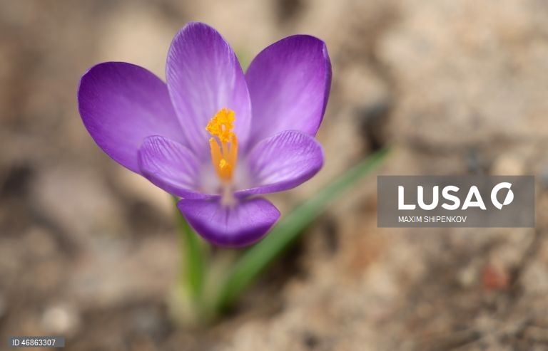 Rússia: Primeiras flores de Primavera em Moscovo