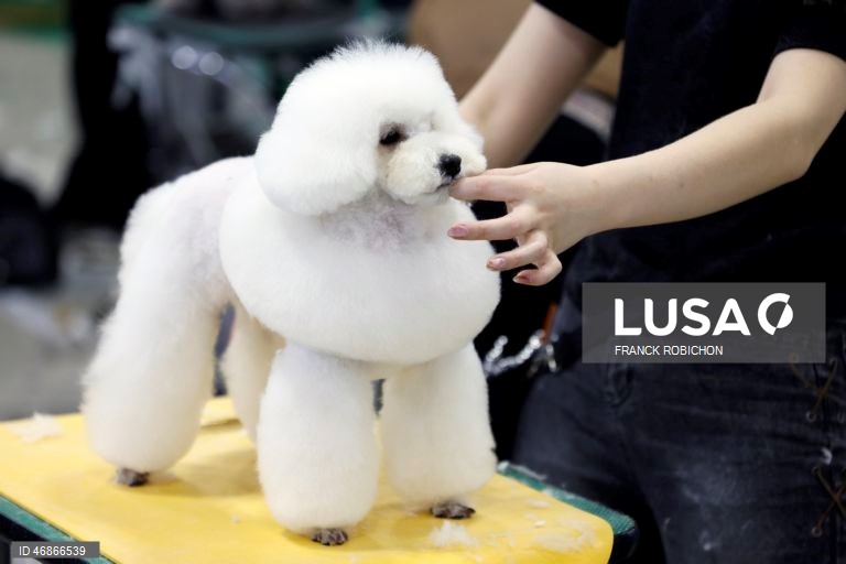 Exposição de animais de companhia Tóquio 2026