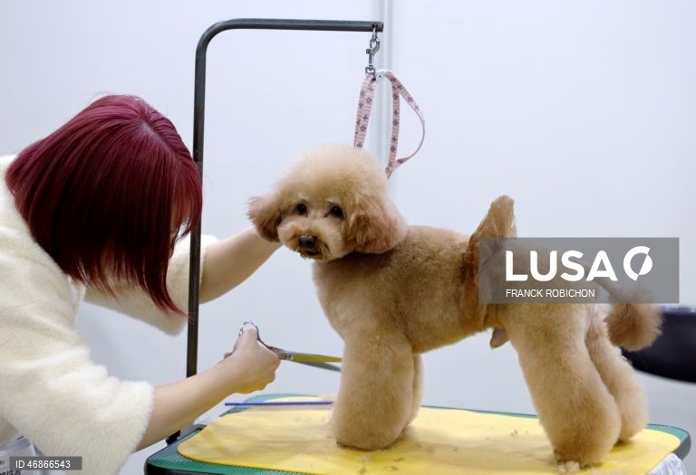 Exposição de animais de companhia Tóquio 2026