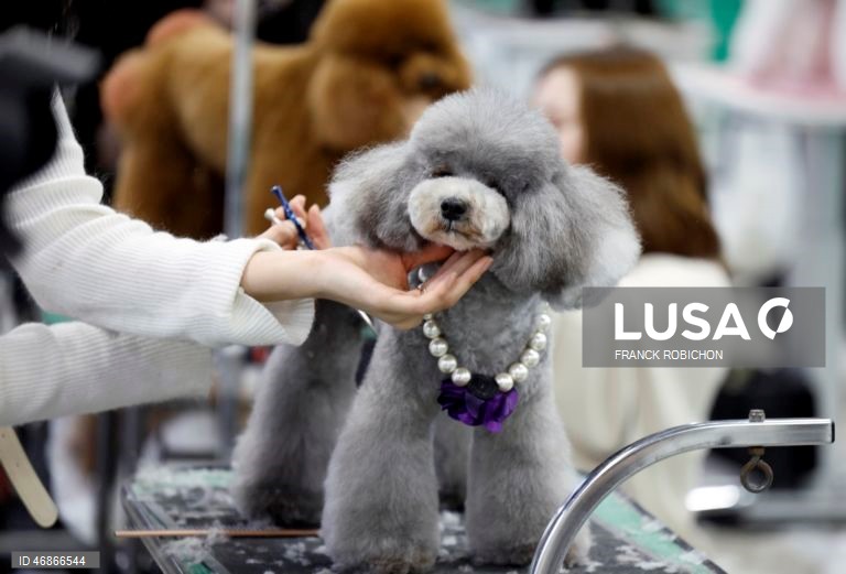 Exposição de animais de companhia Tóquio 2026