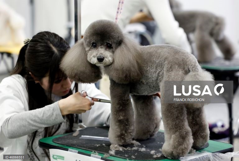 Exposição de animais de companhia Tóquio 2026