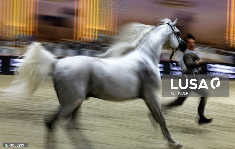 Dubai: Campeonato Internacional de Cavalos Árabes 