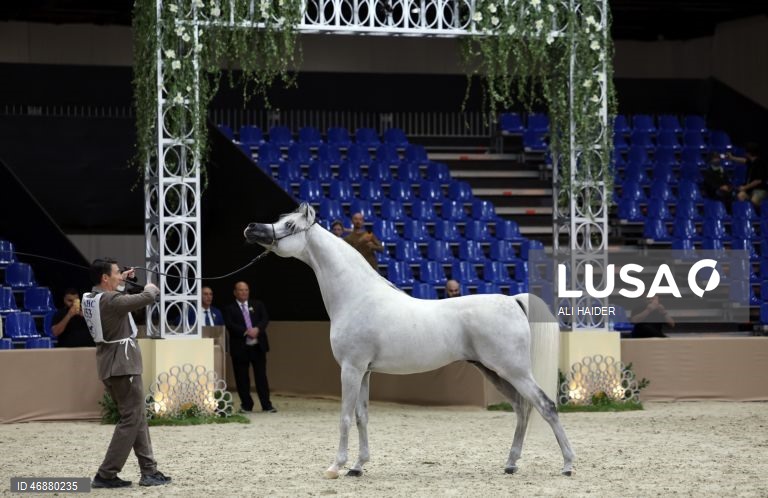 Dubai: Campeonato Internacional de Cavalos Árabes 
