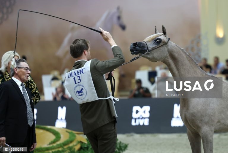Dubai: Campeonato Internacional de Cavalos Árabes 