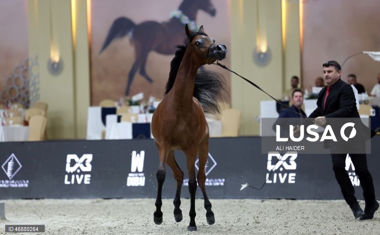 Dubai: Campeonato Internacional de Cavalos Árabes 