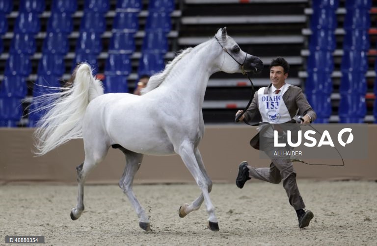 Dubai: Campeonato Internacional de Cavalos Árabes 