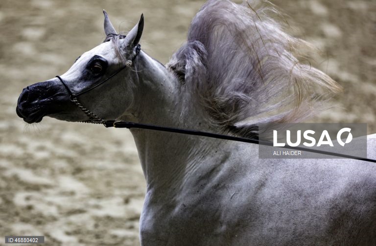 Dubai: Campeonato Internacional de Cavalos Árabes 