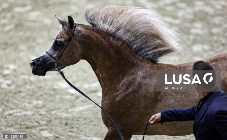Dubai: Campeonato Internacional de Cavalos Árabes 