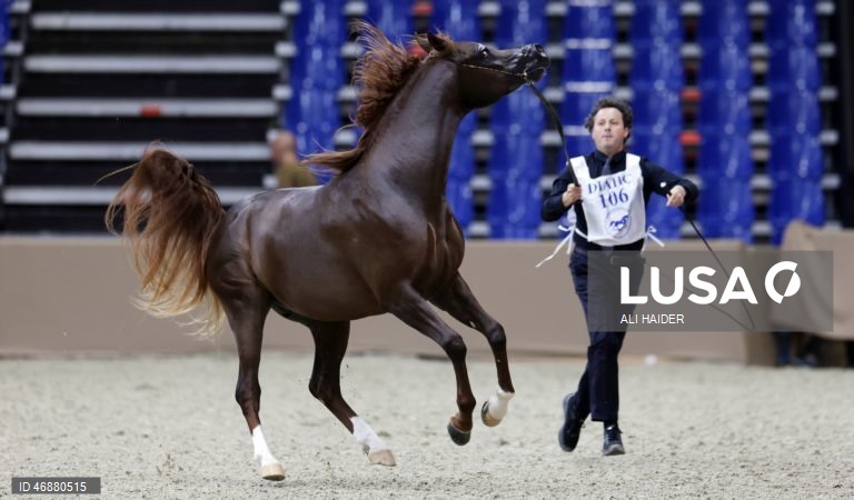 Dubai: Campeonato Internacional de Cavalos Árabes 