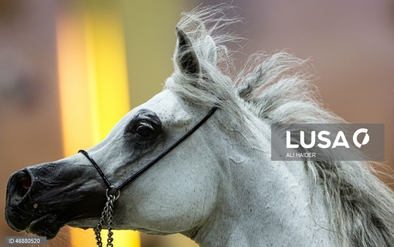 Dubai: Campeonato Internacional de Cavalos Árabes 