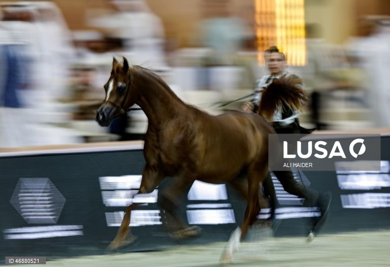 Dubai: Campeonato Internacional de Cavalos Árabes 