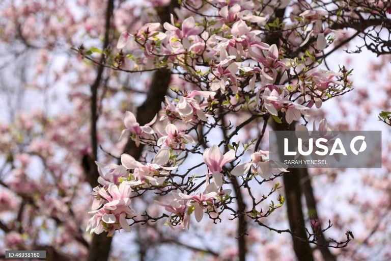 EUA: Primavera em Nova Iorque