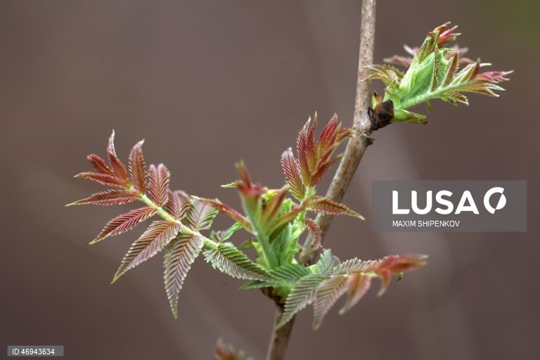 Rússia: Primavera em Moscovo