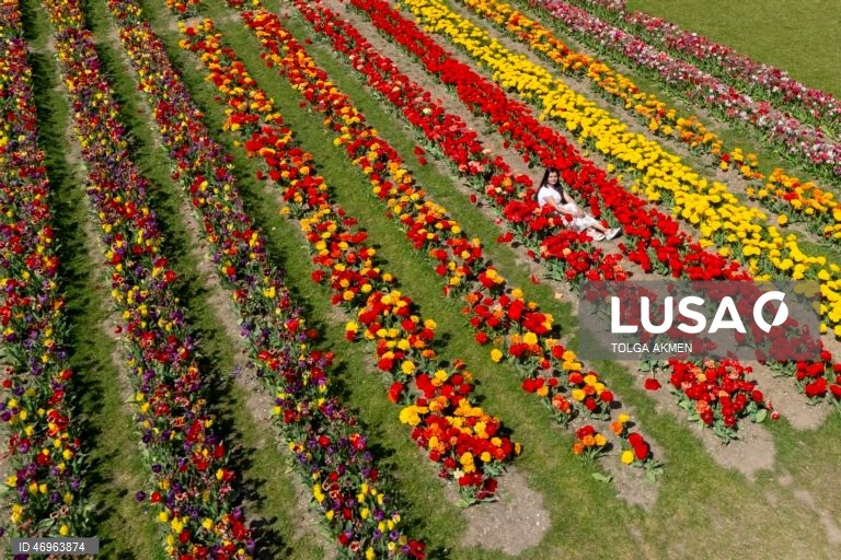 Grã-Bretanha: Campos de tulipas em St Albans, Hertfordshire