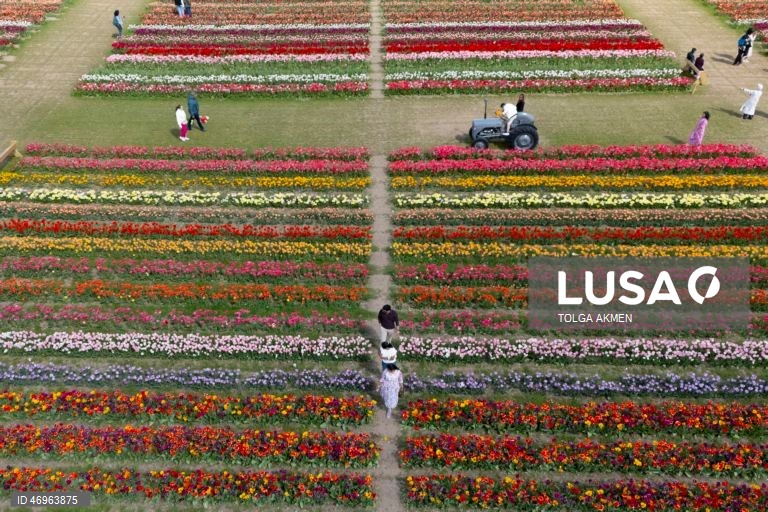 Grã-Bretanha: Campos de tulipas em St Albans, Hertfordshire