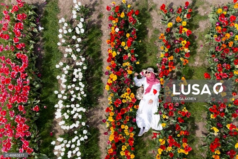Grã-Bretanha: Campos de tulipas em St Albans, Hertfordshire