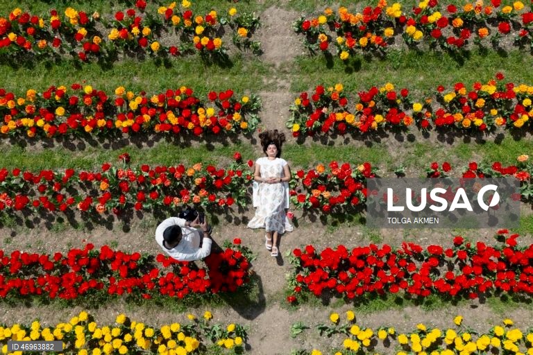 Grã-Bretanha: Campos de tulipas em St Albans, Hertfordshire