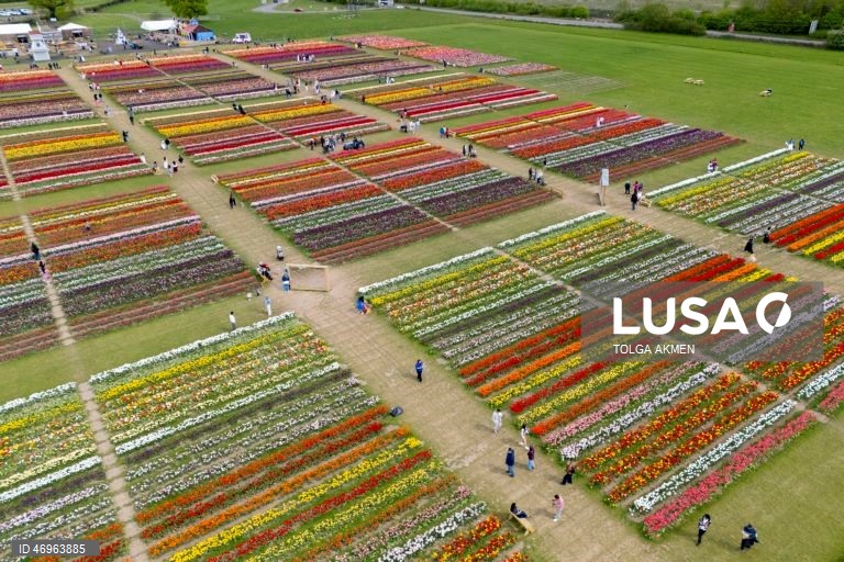Grã-Bretanha: Campos de tulipas em St Albans, Hertfordshire
