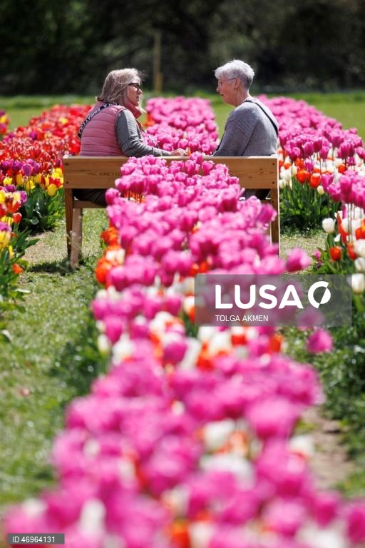 Grã-Bretanha: Campos de tulipas em St Albans, Hertfordshire