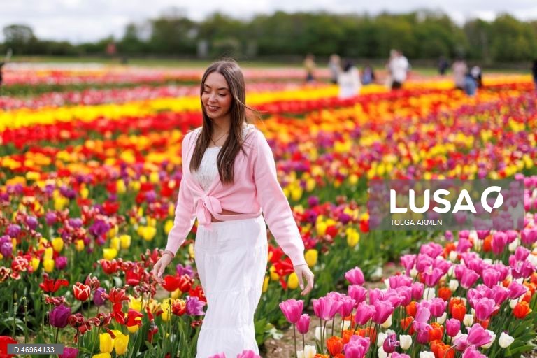 Grã-Bretanha: Campos de tulipas em St Albans, Hertfordshire