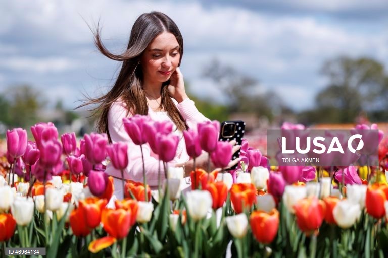 Grã-Bretanha: Campos de tulipas em St Albans, Hertfordshire