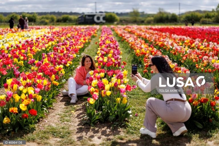 Grã-Bretanha: Campos de tulipas em St Albans, Hertfordshire