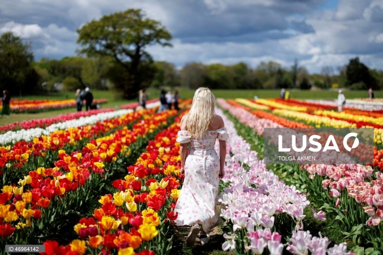 Grã-Bretanha: Campos de tulipas em St Albans, Hertfordshire