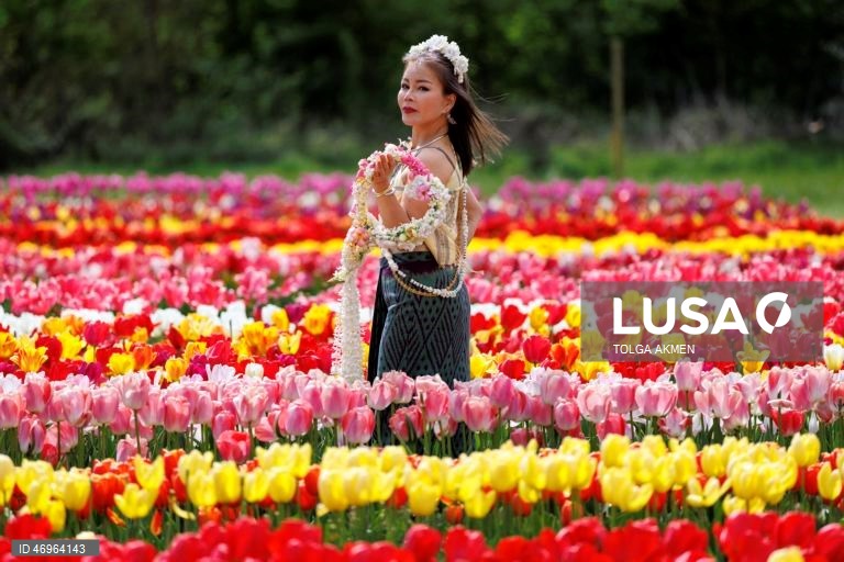 Grã-Bretanha: Campos de tulipas em St Albans, Hertfordshire