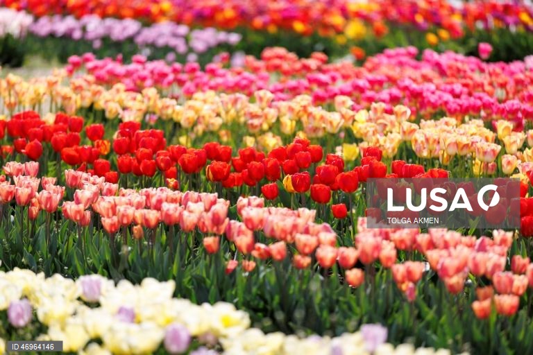 Grã-Bretanha: Campos de tulipas em St Albans, Hertfordshire