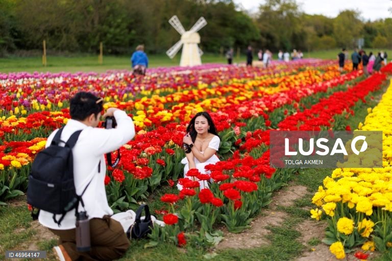Grã-Bretanha: Campos de tulipas em St Albans, Hertfordshire
