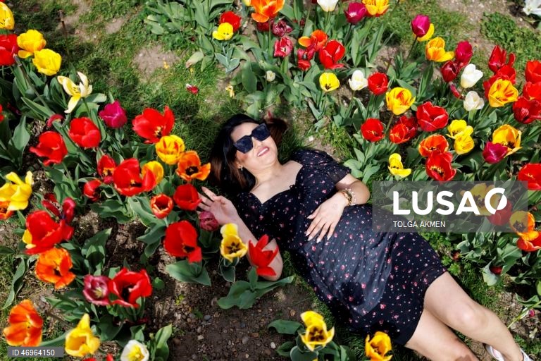 Grã-Bretanha: Campos de tulipas em St Albans, Hertfordshire