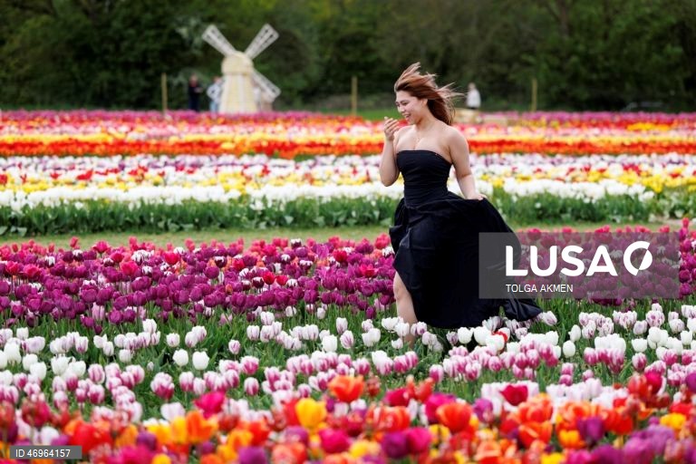 Grã-Bretanha: Campos de tulipas em St Albans, Hertfordshire