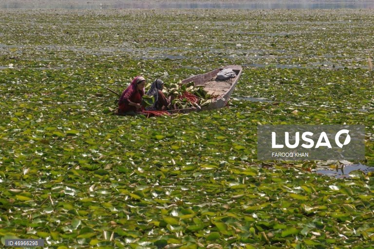 Índia: Lago Dal em Srinagar na Caxemira indiana