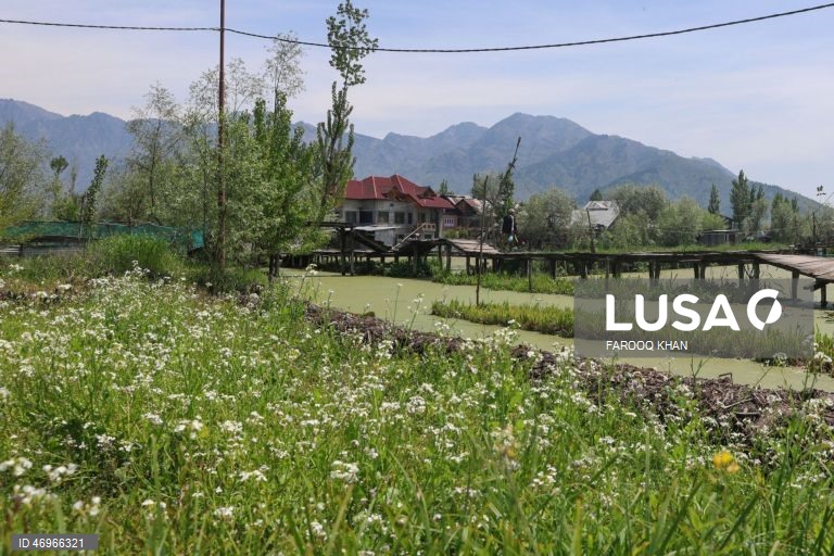 Índia: Lago Dal em Srinagar na Caxemira indiana
