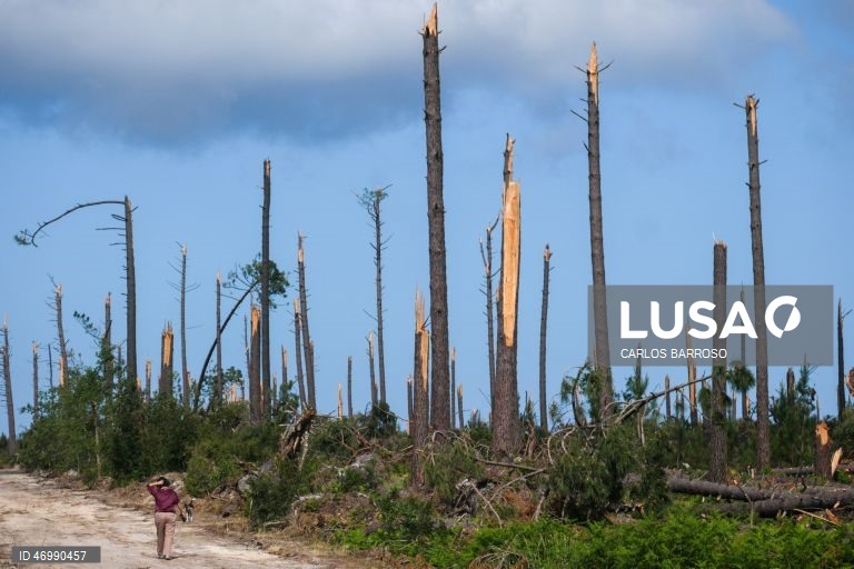 Imagens do Pinhal de Leiria na zona da Marinha Grande onde há ainda muito trabalho a realizar pelas autoridades, 24 de abril de 2026. As pessoas ainda aguardam que a vida volte ao normal na zona do Pinhal de Leiria, depois da passagem da tempestade Kristin a 28 de fevereiro. (ACOMPANHA TEXTO DE 27 DE ABRIL DE 2026). CARLOS BARROSO/LUSA
