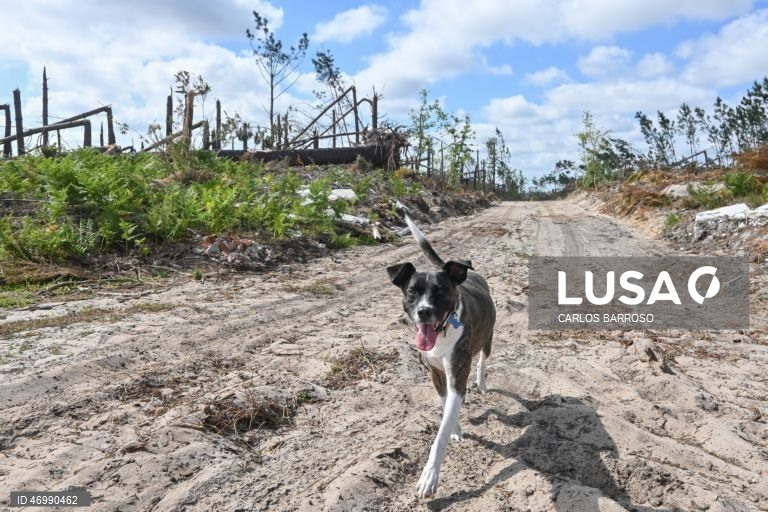 Um cão no Pinhal de Leiria na zona da Marinha Grande onde há ainda muito trabalho a realizar pelas autoridades, 24 de abril de 2026. As pessoas ainda aguardam que a vida volte ao normal na zona do Pinhal de Leiria, depois da passagem da tempestade Kristin a 28 de fevereiro. (ACOMPANHA TEXTO DE 27 DE ABRIL DE 2026). CARLOS BARROSO/LUSA