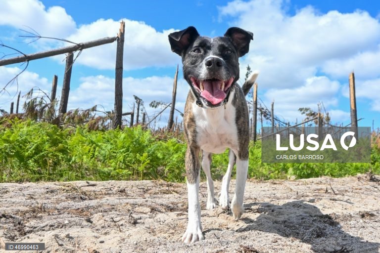 Um cão no Pinhal de Leiria na zona da Marinha Grande onde há ainda muito trabalho a realizar pelas autoridades, 24 de abril de 2026. As pessoas ainda aguardam que a vida volte ao normal na zona do Pinhal de Leiria, depois da passagem da tempestade Kristin a 28 de fevereiro. (ACOMPANHA TEXTO DE 27 DE ABRIL DE 2026). CARLOS BARROSO/LUSA