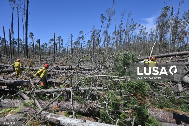 Sapadores florestais cortam arvores para garantir acessos aos pinhais em caso de emergências, em Marinha Grande, 24 de abril de 2026. As pessoas ainda aguardam que a vida volte ao normal na zona do Pinhal de Leiria, depois da passagem da tempestade Kristin a 28 de fevereiro. (ACOMPANHA TEXTO DE 27 DE ABRIL DE 2026). CARLOS BARROSO/LUSA