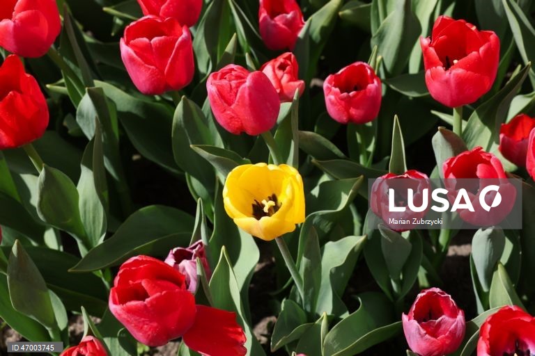 Polónia: Tulipas no Jardim Botânico de Lodz