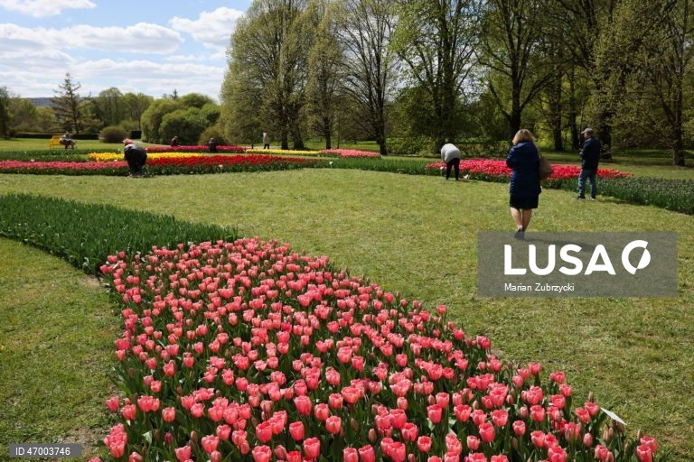 Polónia: Tulipas no Jardim Botânico de Lodz