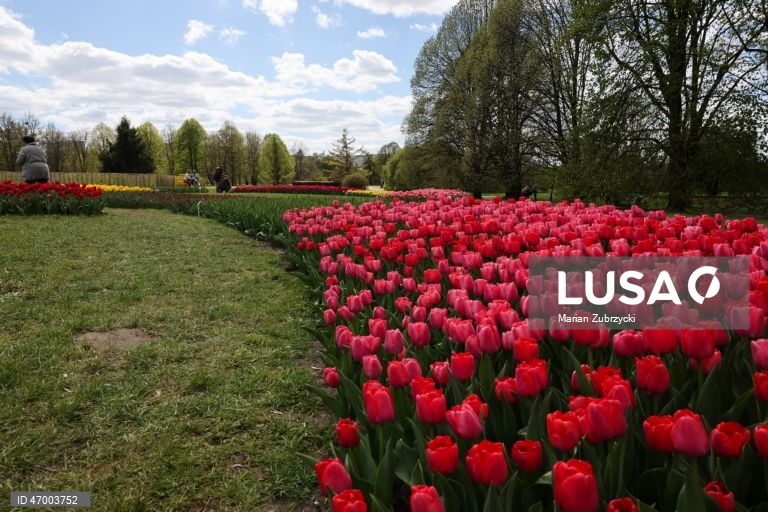 Polónia: Tulipas no Jardim Botânico de Lodz