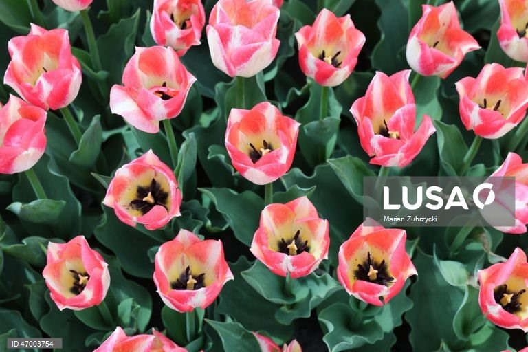 Polónia: Tulipas no Jardim Botânico de Lodz
