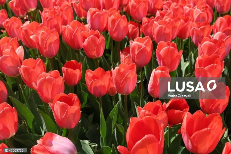Polónia: Tulipas no Jardim Botânico de Lodz