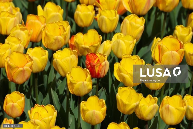 Polónia: Tulipas no Jardim Botânico de Lodz