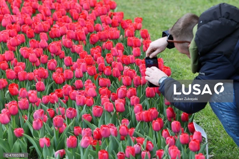 Polónia: Tulipas no Jardim Botânico de Lodz